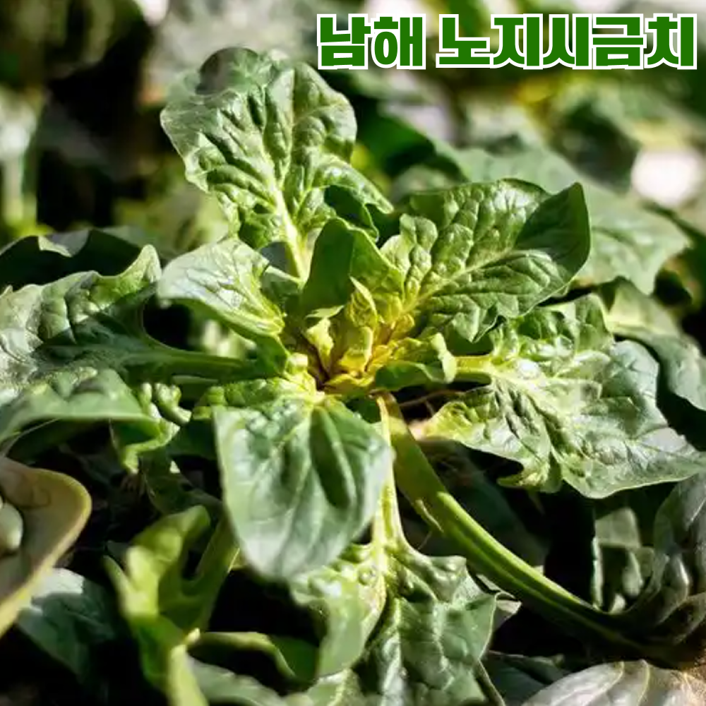 해풍맞은 섬초 보물초 시금치 남해시금치 9,900원