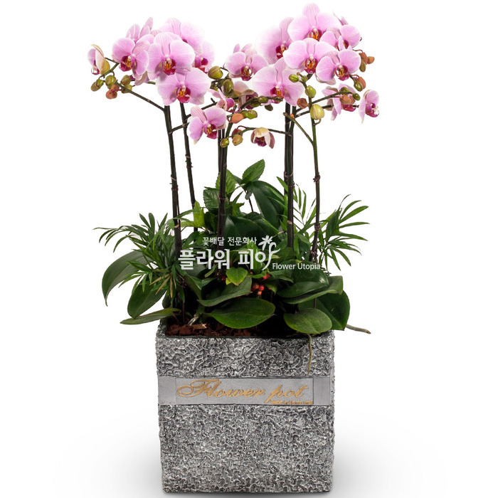 플라워피아 서양란 동양란 축하화분배달 개업 승진 취임 고급선물, 10.체리, 1개 90,000원