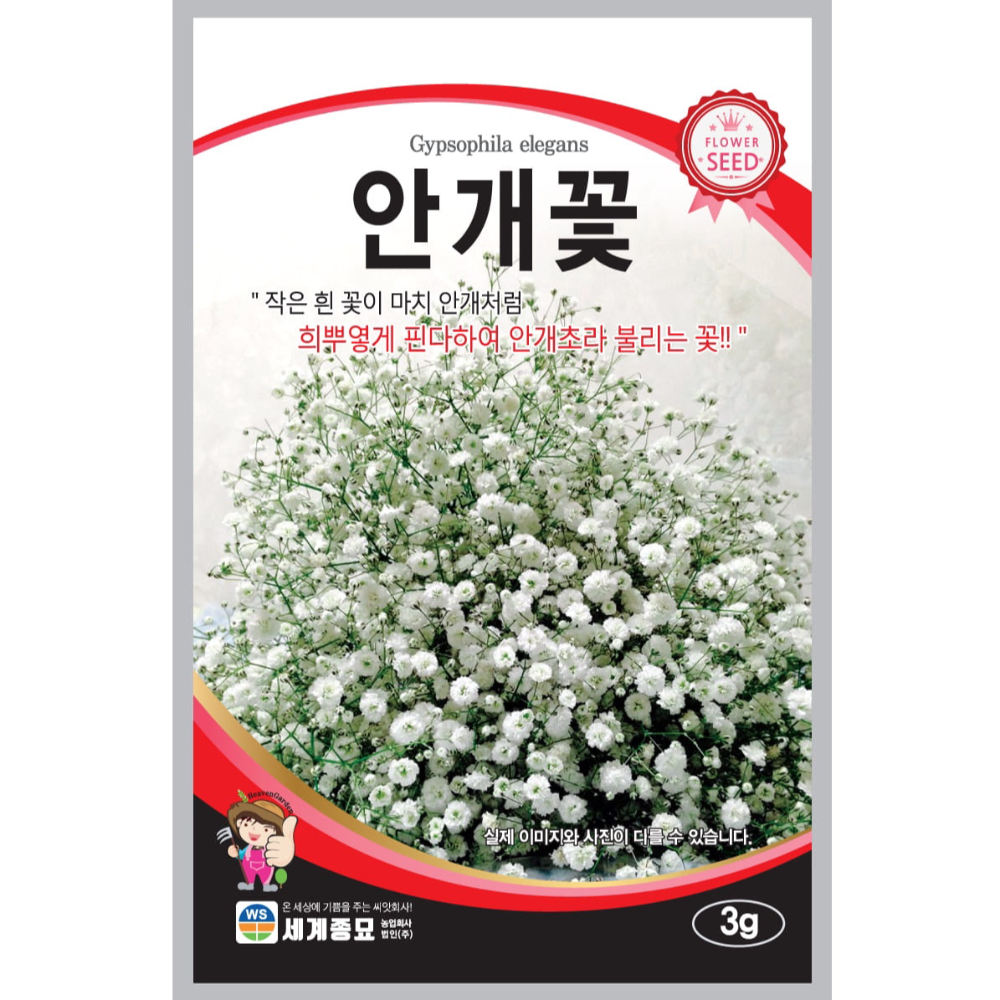 안개초 3g 세계종묘 화훼류 씨앗 안개꽃, 1개 2,000원