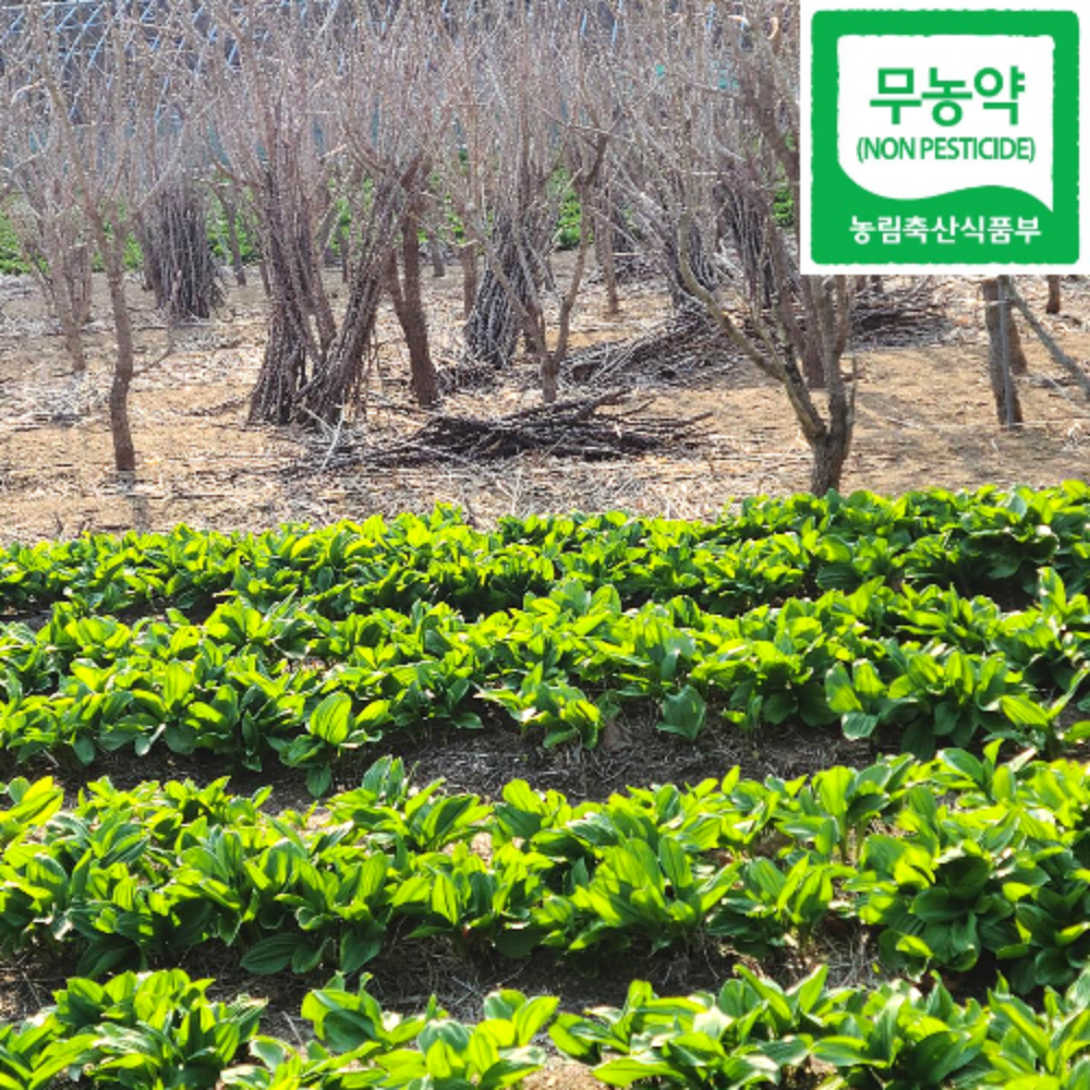2026 강릉 오대산 부연동마을 생 명이나물 산마늘 최상품 친환경 무농약농산물 인증, 줄기포함 잎명이 2kg, 1개 41,800원