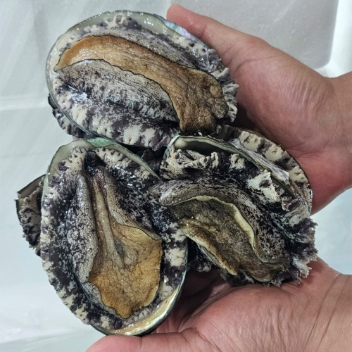 해양수산 직접키운 완도 활전복 1kg 37,700원