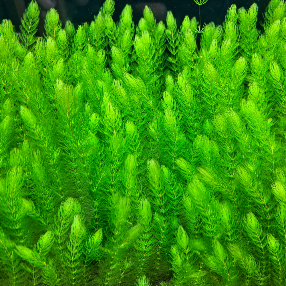 [수초명장] 붕어마름 (마츠모) 20줄기 달팽이 이끼 없는 수초 구피 새우 물고기 은신처 어항 부상초 수생식물 12,700원