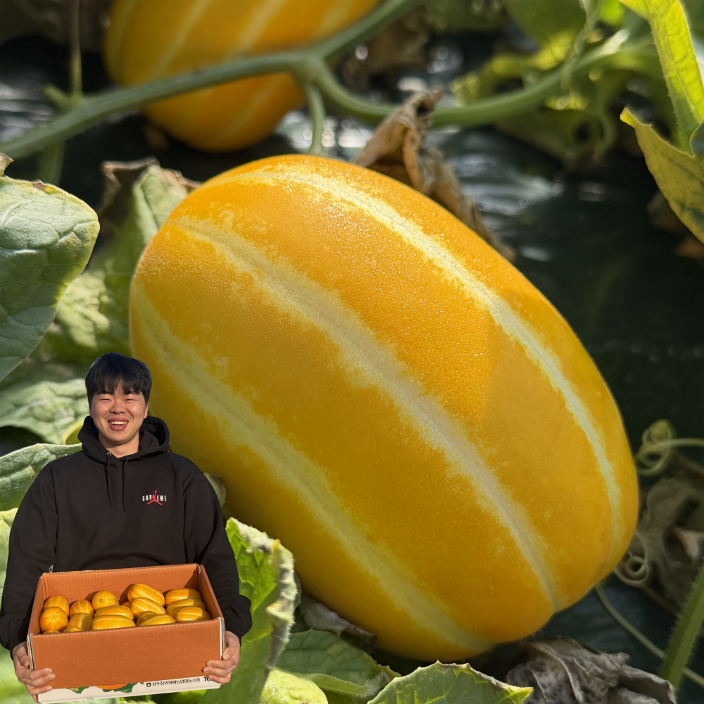 [물에뜨는] 당일수확 당도보장 성주 참외 39,800원