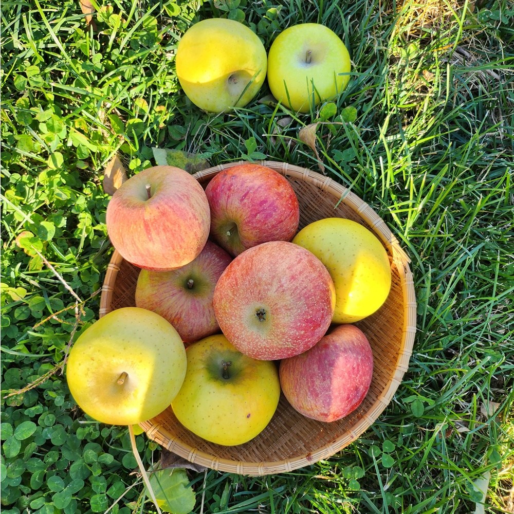 [고당도 실속구매] GAP인증 청송사과 산지직송 시나노골드 부사 반반 못난이, 1개, 못난이 사과 10kg 78,000원