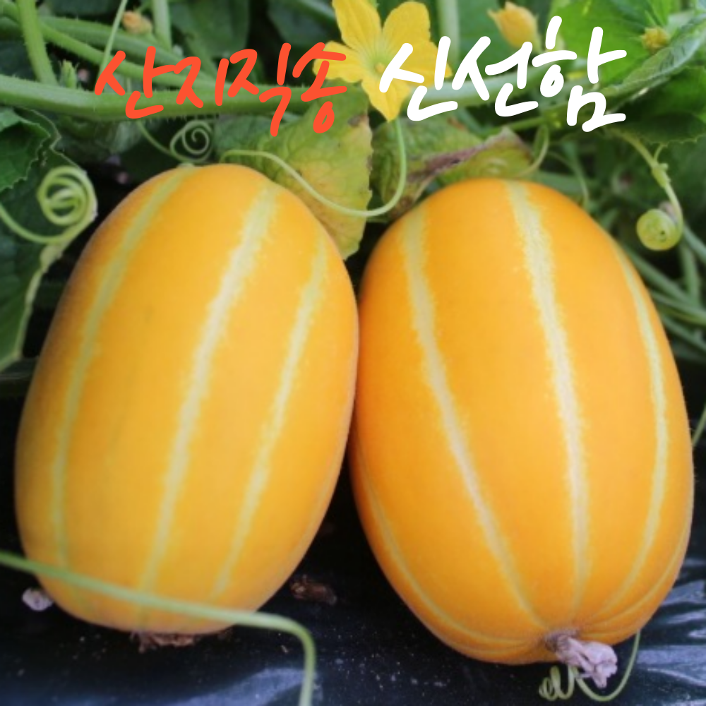 "꿀" 맛 참외 산지직송 성주 참외 18,000원
