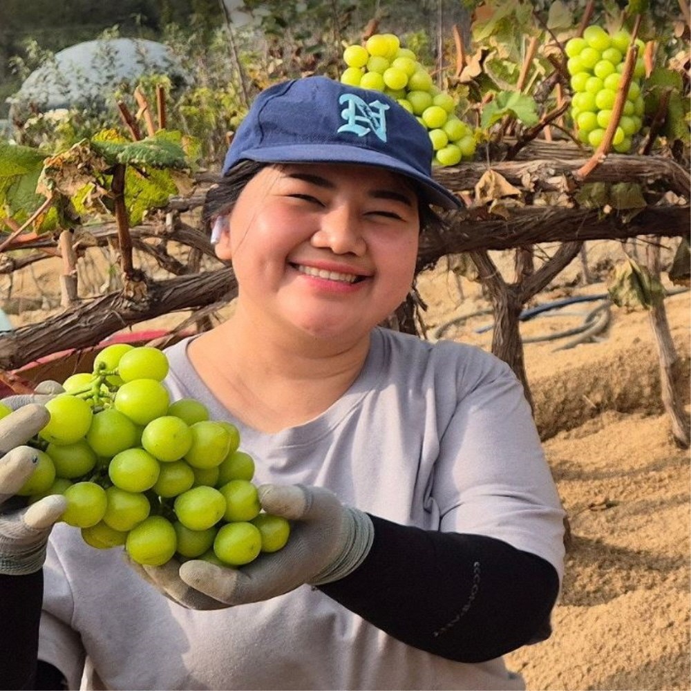 포도나무 묘목 샤인머스켓포도 4년 5년분묘 청포도나무 거봉 캠벨 머루 포도 나무 44,000원