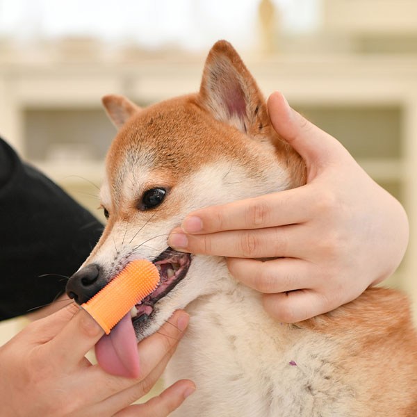 올치 반려동물 실리콘 손가락 칫솔 4p + 케이스 세트 10,000원