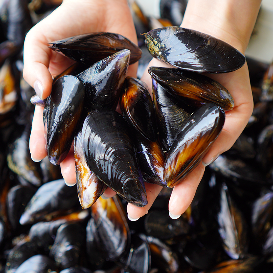 신우수산 국내산 남해안 손질 세척 홍합 당일채취/발송, 5kg, 1개 13,900원