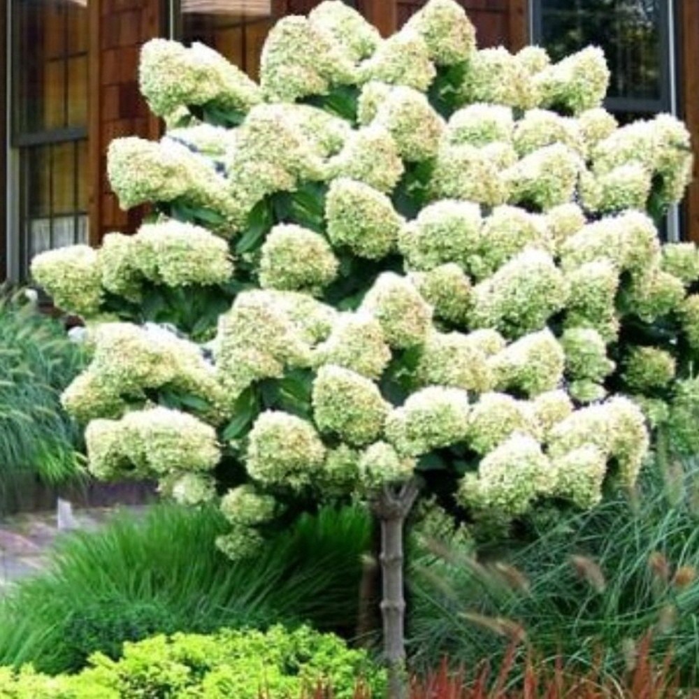 수국 나무 목수국 나무 묘목 라임라이트 120L포트묘 3,300원