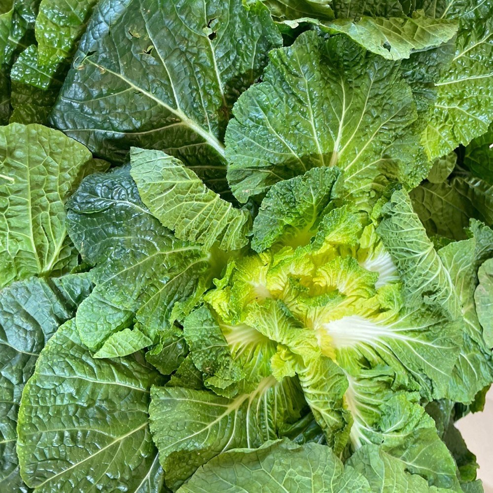 [흙당] 진도 해풍맞은 봄동 국내산 제철 신선채소 당일수확, 1박스, 3kg 26,900원