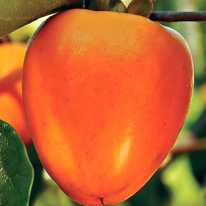 목하원예조경 대봉감나무 묘목 접목1년특묘 노지월동 대봉 감나무 정원과일나무 유실수 10,000원