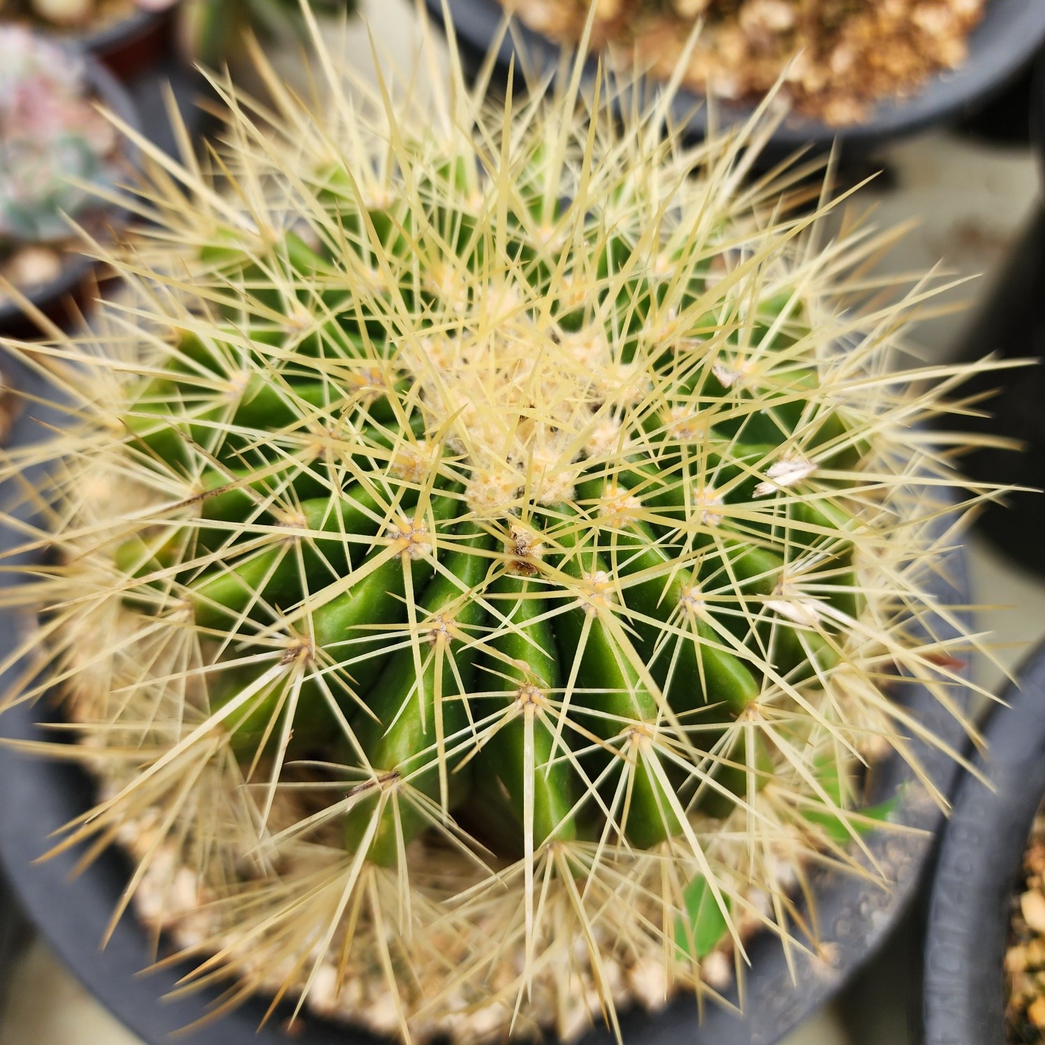 [해뜰다육] 금호선인장69 다육식물 선인장 10,000원