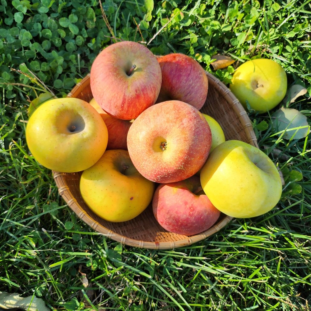[고당도 실속구매] GAP인증 청송사과 산지직송 시나노골드 부사 반반 중과, 1개, 반반 중과 10kg(32~38과) 98,500원