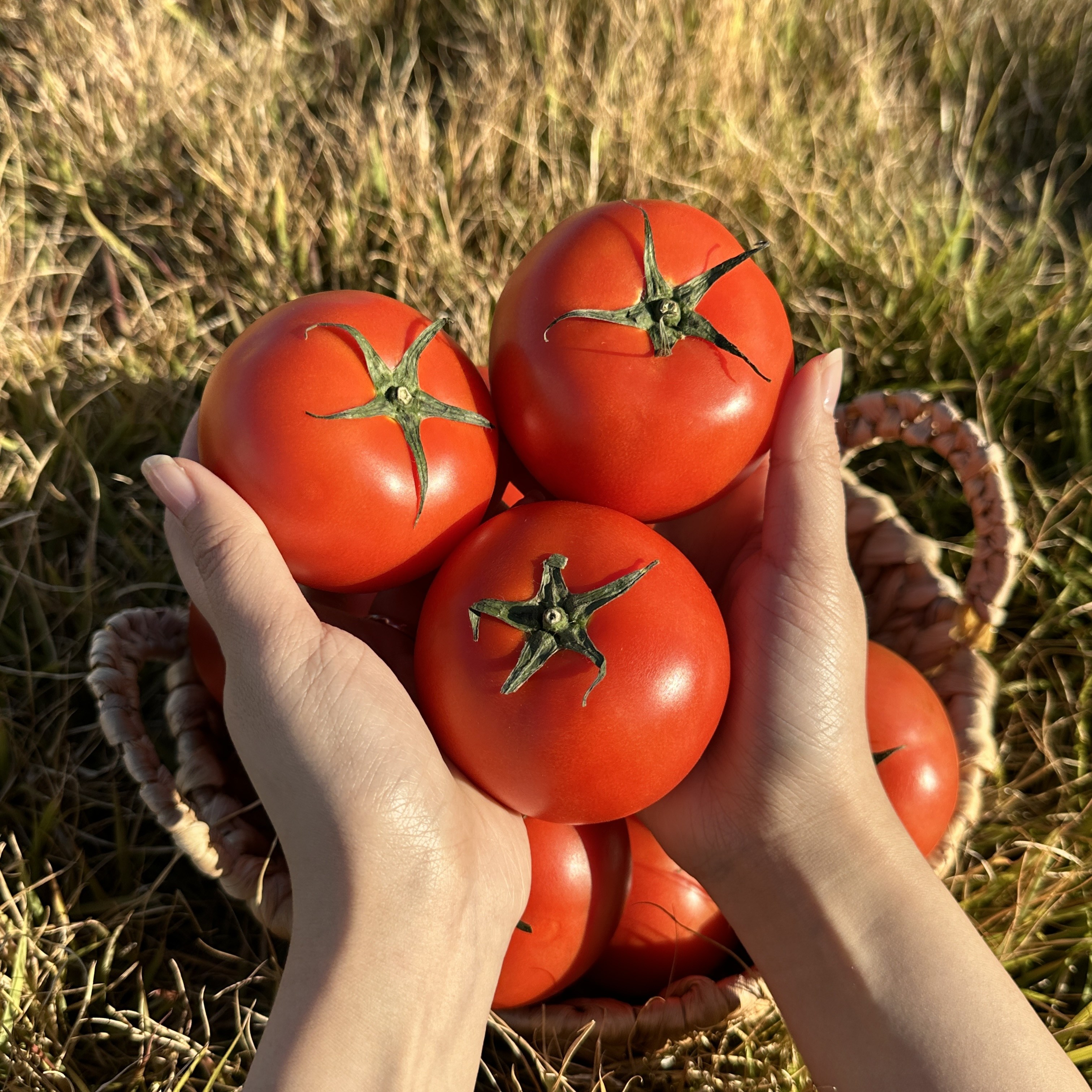 완숙토마토 주스용 가정용 못난이 산지직송 대용량, 1박스, 10kg 54,900원