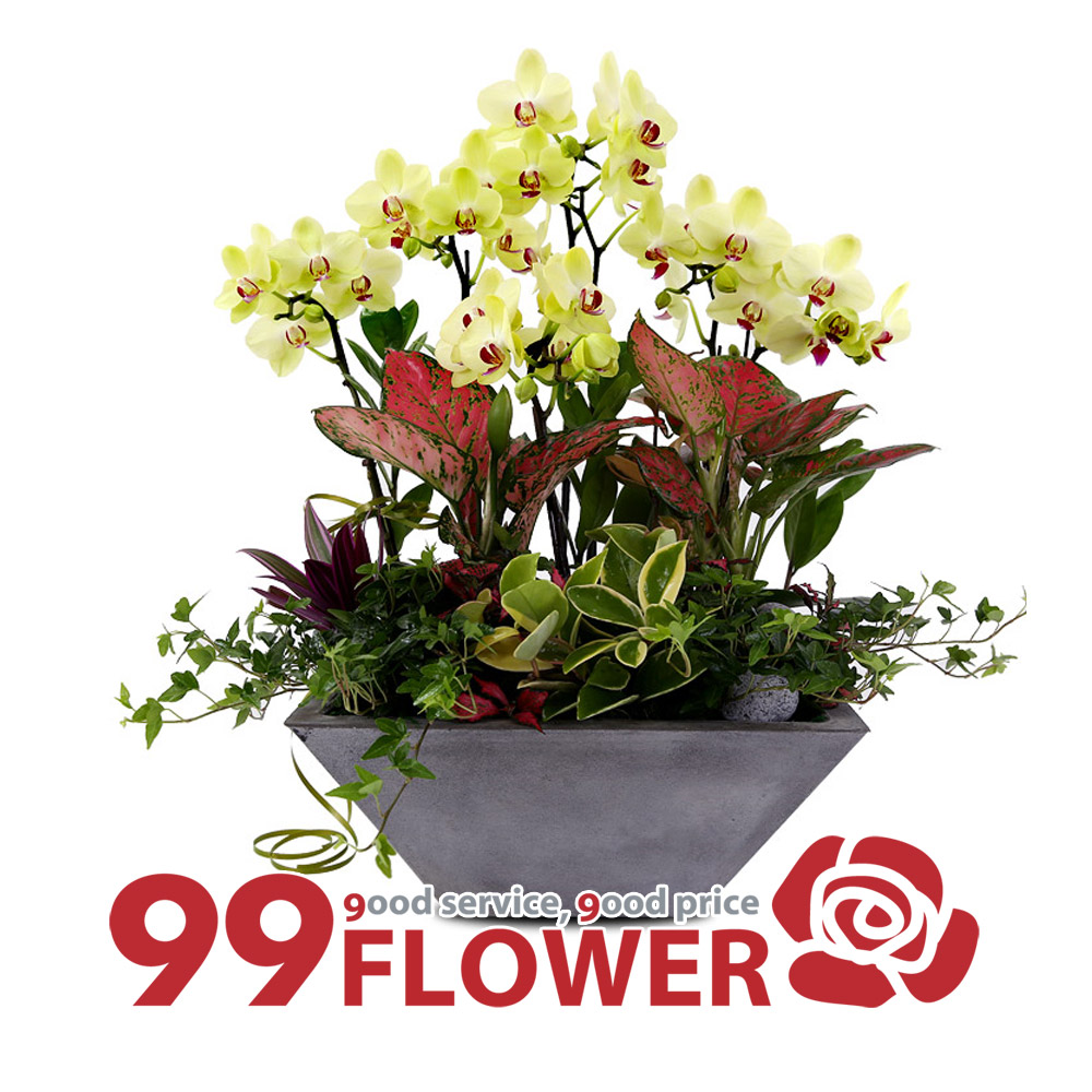 (주)99플라워 포춘서양란 [ST-H387]전국당일꽃배달, 1개 121,300원