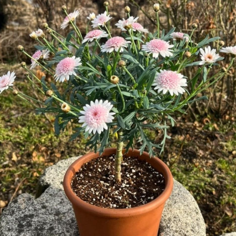 [안녕두구동]목마가렛 아즈키짱 일본목마가렛 꽃모종 (비료포함) 7,020원