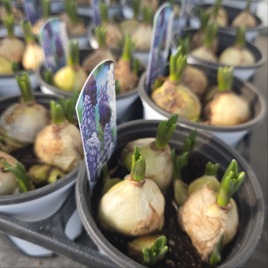 무스카리 알뿌리식물 구근 생화 구근식물 추식 노지월동 12,900원