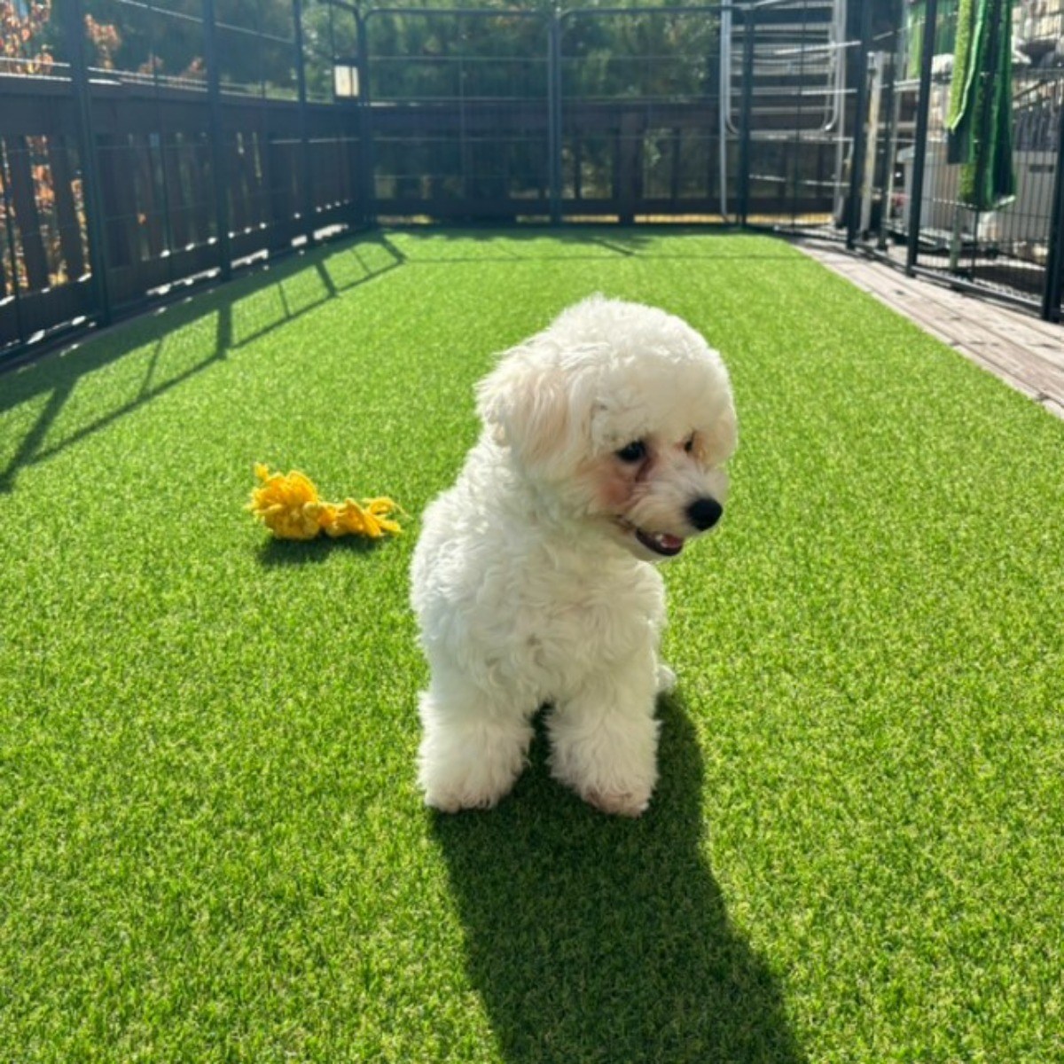 에버리프 방염 인조잔디 20mm 고급형 중고밀도 조경용 폭1m 2m 길이 2m 3m 4m 5m 10m 15m 20m 25m, 20mm 350,000원