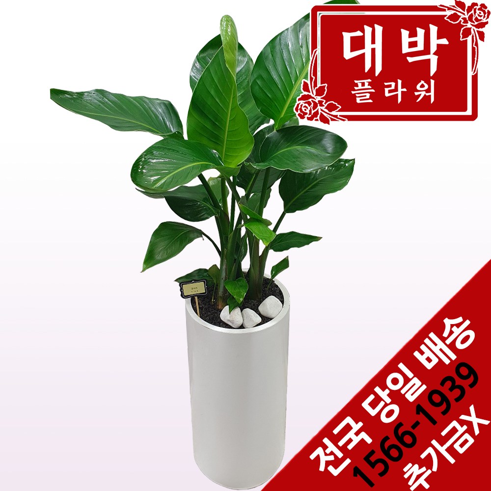 대박플라워 극락조(여인초) 개업 축하 집들이 인테리어 공기정화식물 관엽식물 꽃배달 68,600원