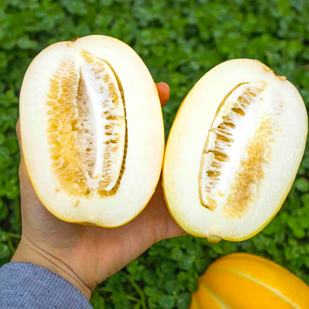 산지직송 맛있는 가정용 고당도 꿀 참외 성주참외 로얄과 꿀벌 자연수정 27,800원