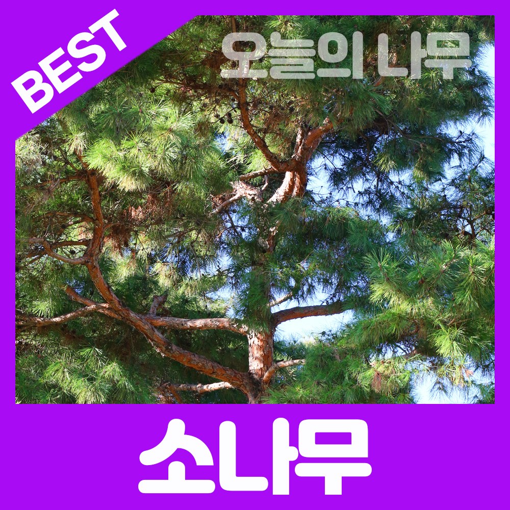 합리적 가격의 우수한 소나무묘목(적송/반송) 판매, 1개 1,800원