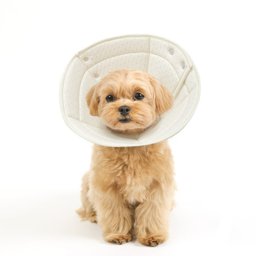 개놀자 오가닉 펜타곤 넥카라 23,990원