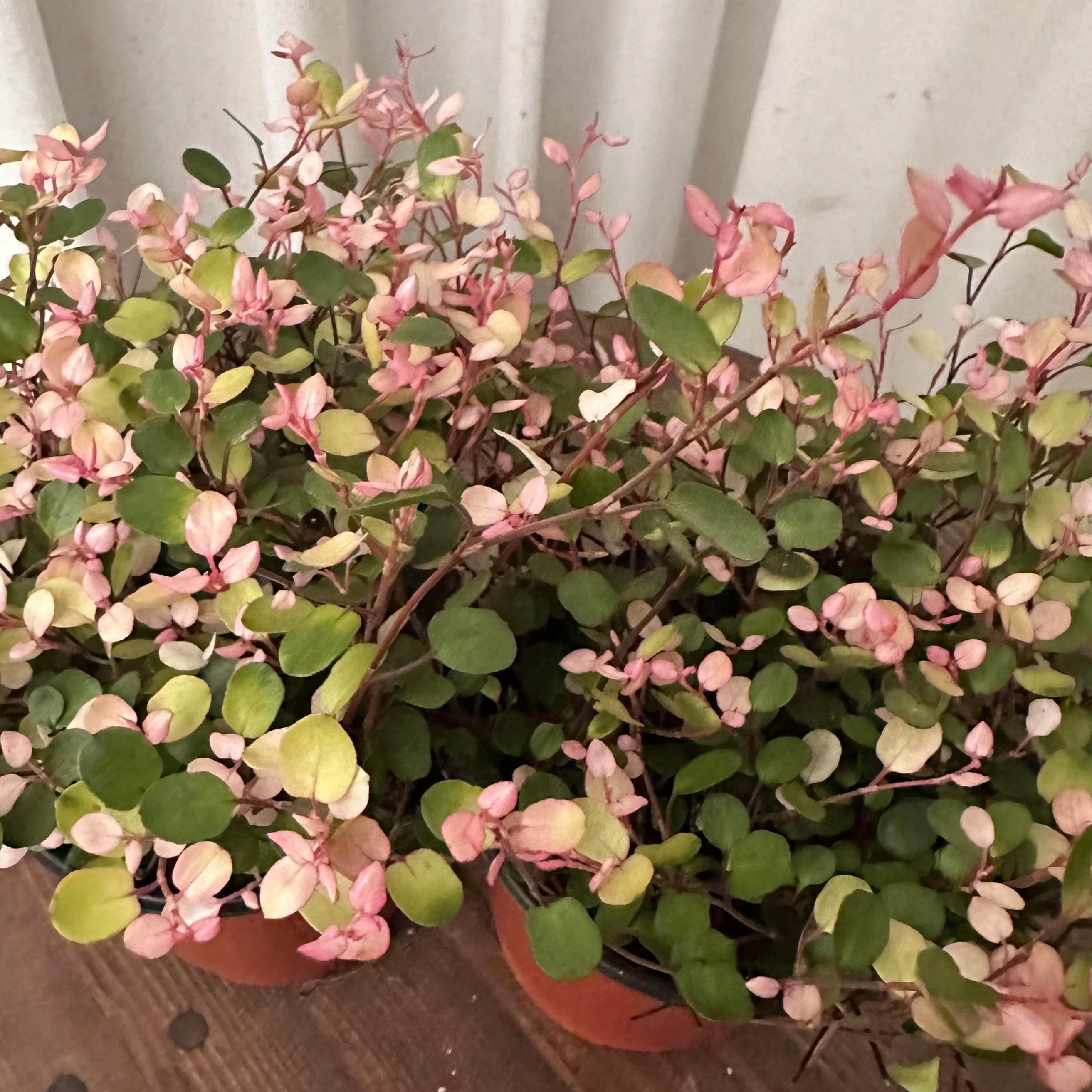 핑크트리안 1+1 핑크브리즈 행잉식물 수경식물 키우기쉬운 온정원 공기정화식물 10,170원