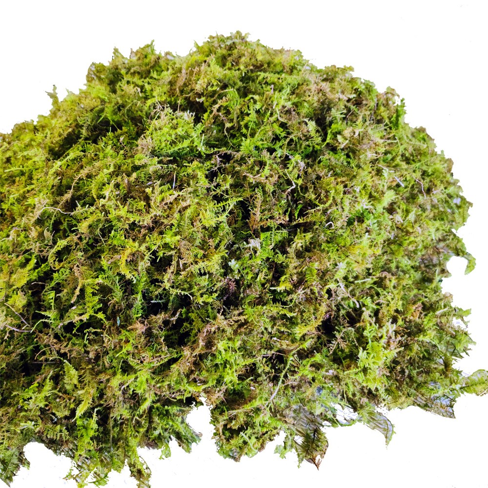 이끼탑 자연산 건조 생이끼 200g 인삼 새씩삼 산삼 더덕 포장 화분장식 테라리움 분재 분경 석 목부작 원예용 정원조경 인테리어 22,800원