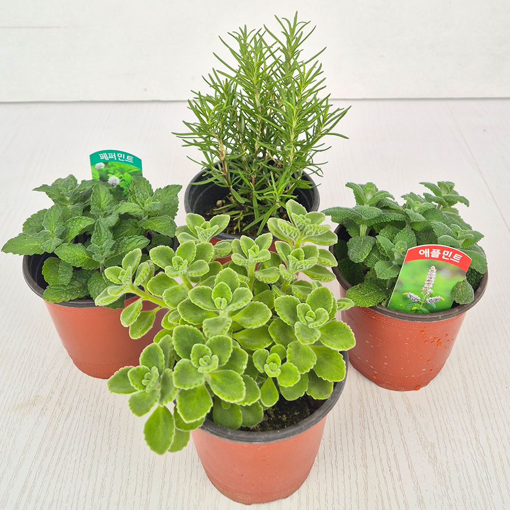 아비가든 향기나는 애플민트 + 허브 교차모음., 4개, 애플민트+페퍼민트+장미허브+로즈마리 14,500원