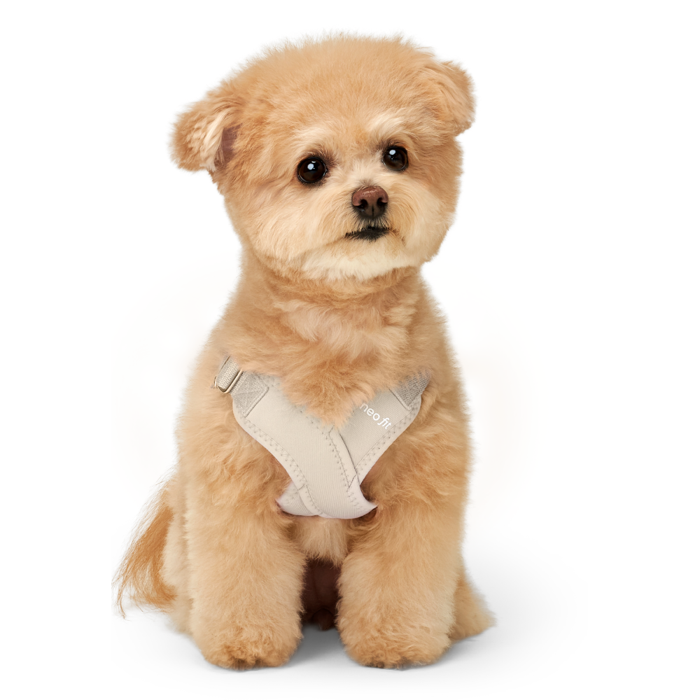 네오핏 강아지 에어 X 하네스, 베이지, 1개 19,500원