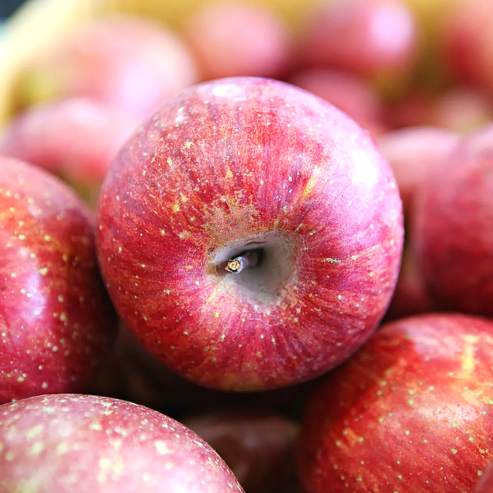 [정품 13Brix이상] 고당도 강원 고랭지사과 중과 22,490원