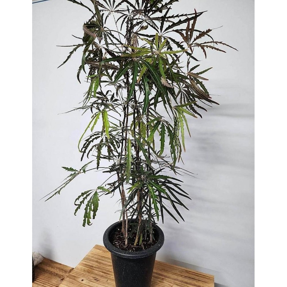 2026 공기정화 식물 아랄리아 아라리오 (대품) 약110cm 70,400원