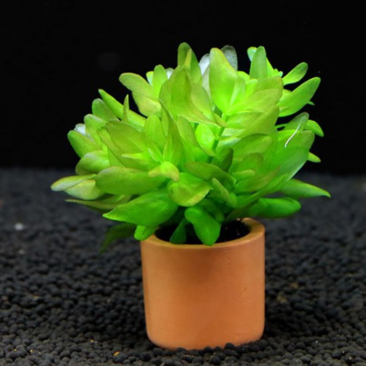 [수초대장] 워터 바코파 (1포트) 포트수초 17,000원