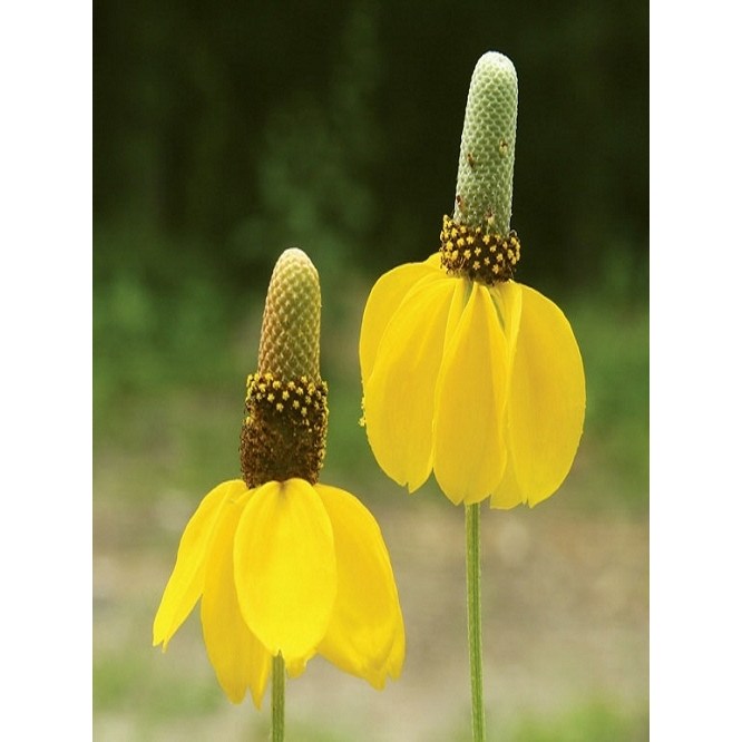 파종첫해부터 개화하는 노지월동 다년초 165종 선택 (2/6) 3,130원