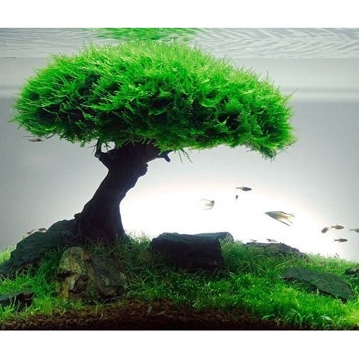 초보자도 키우기 쉬운 잘자란 모스 음성수초 모음 어항꾸미기 장식 12,800원