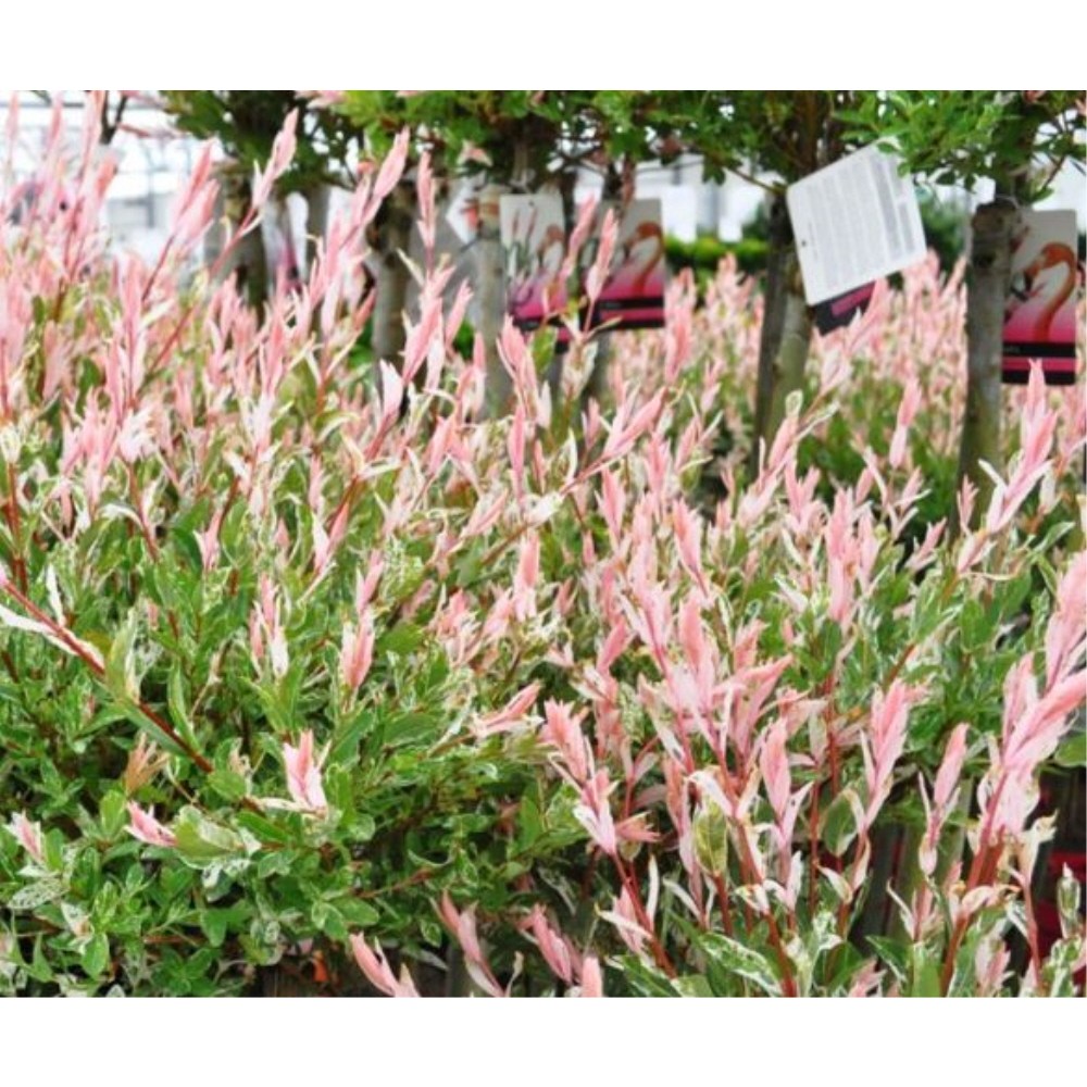 플라밍고셀릭스 화이트핑크셀릭스 R6 R8 트리팜 80,000원