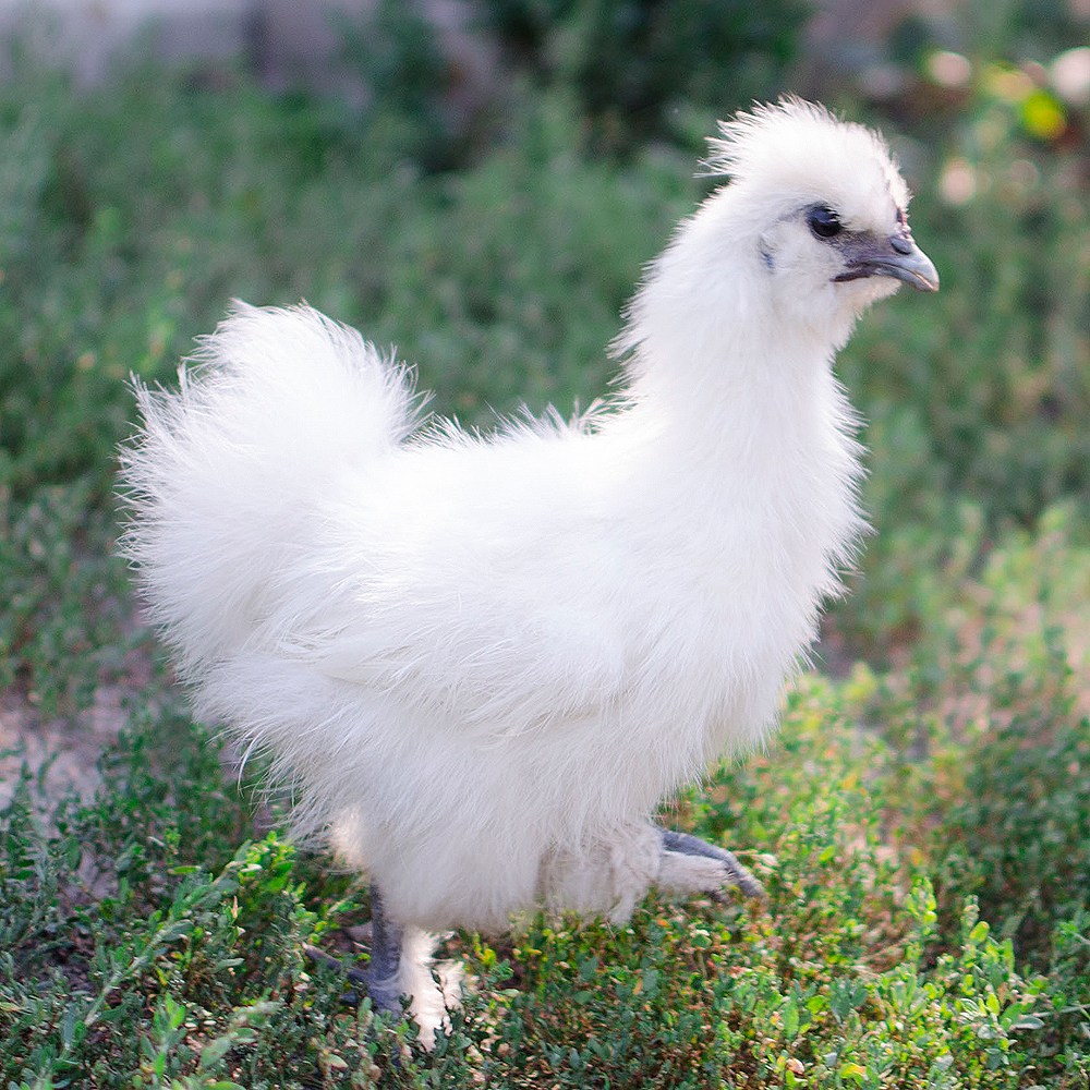 (부화용) 백봉 오골계 - 유정란 10개, 1개 25,990원