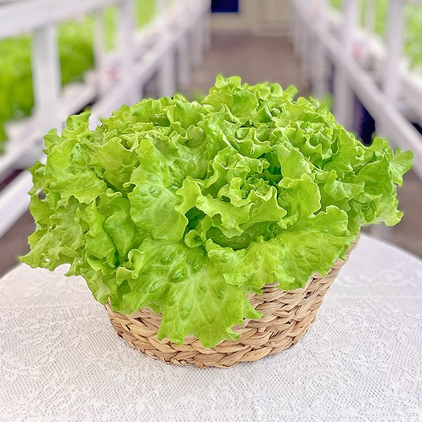 바른팜 무농약 카이피라(바타비아) 수경재배 샐러드채소 쌈채소 대용량 7,800원