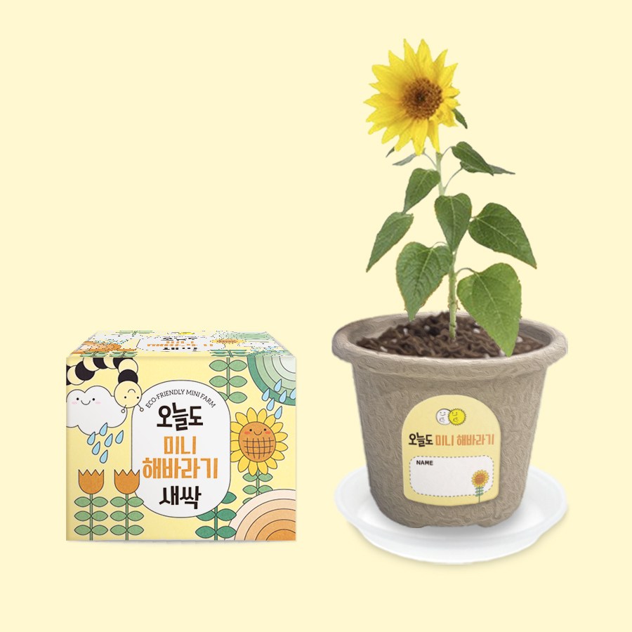 오늘도새싹 식물키우기 미니해바라기 미니화분 2,600원