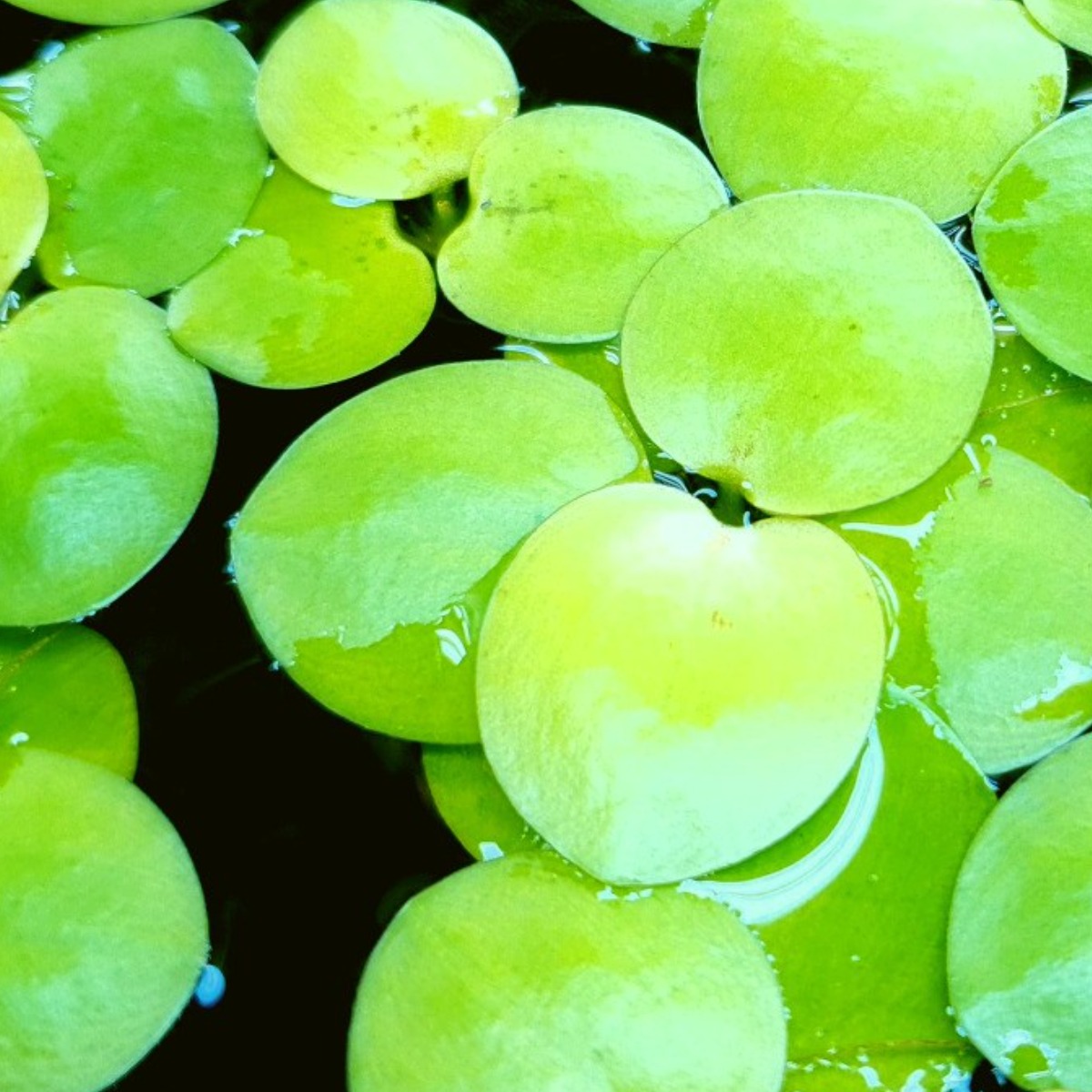 [미초 초특가] 치어 보호 부상수초 아마존 프로그비트 10뿌리 (+2뿌리 서비스) / 부상수초 / 초보 수초 / 구피 수초, 12개 8,900원