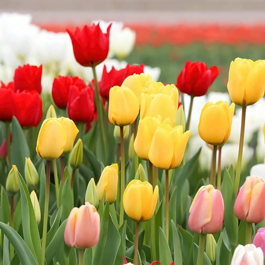 [풀떼기] 튤립 저온처리 구근 유럽 직수입 혼합, 15개 14,500원