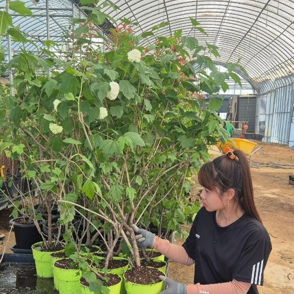 수국 나무 엔들리스썸머오리지날 2-4지 다관형 P15포트 꽃나무 라임라이트 불두화 목수국 묘목, 1개 22,000원