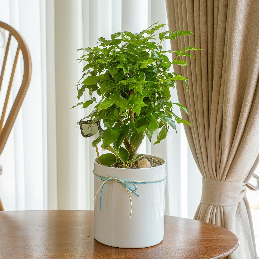 나눔플라워 전국 관엽식물 금전수 스투키 해피트리 행운목 극락조 고무나무 개업축하 실내공기정화 사무실식물 나무배달서비스, 1개, 녹보수 (테이블형) 65,000원