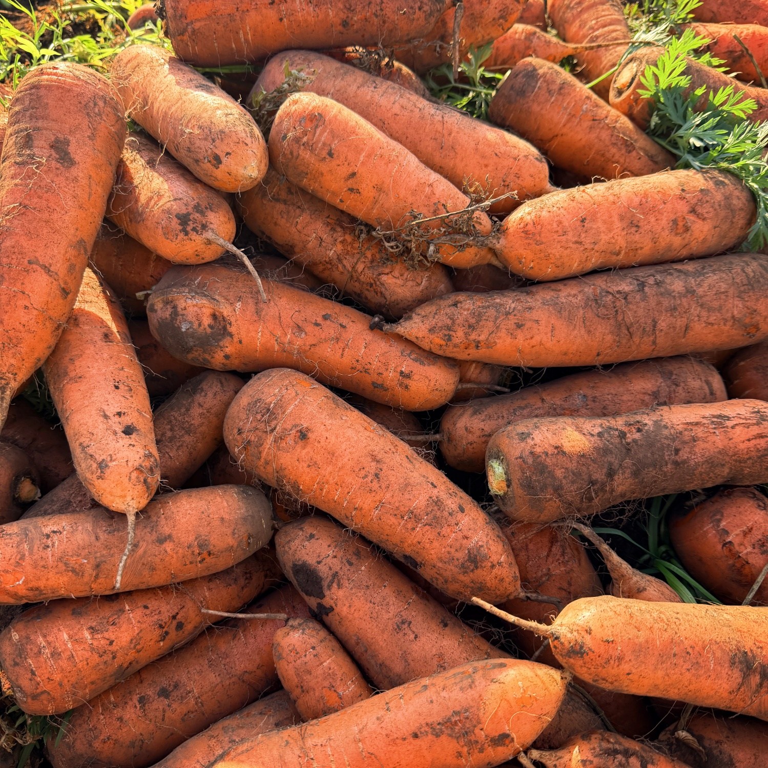 맛통령 국내산 제주 구좌 흙당근 7,910원
