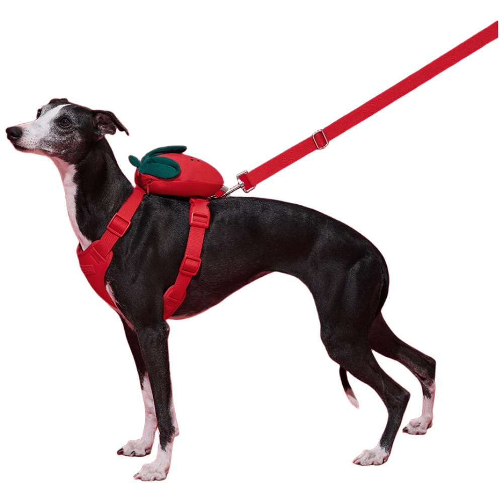 VETRESKA 스트로베리 펫 하네스 & 백팩 세트, 1개, 스트로베리 펫 하네스 & 백팩 세트 57,000원