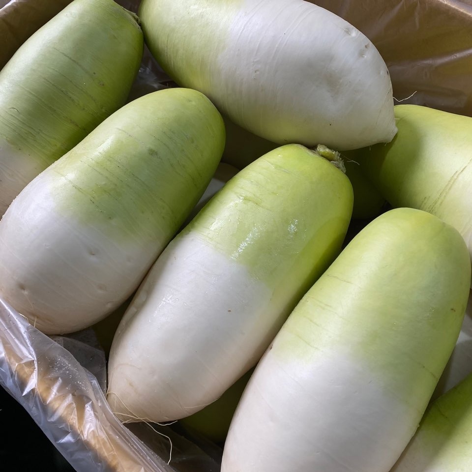 달달하고 아삭한 제주 월동무 김장용 제주무 5kg 10kg 20kg [노블프레쉬], 제주 월동무 20kg(약 12~18개), 1개, 현재가 23,280원