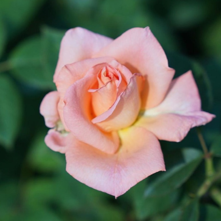 사계 장미 땅장미 모음 화분 나무 정원수 꽃나무 가드닝 베란다화분 키우기 14,900원