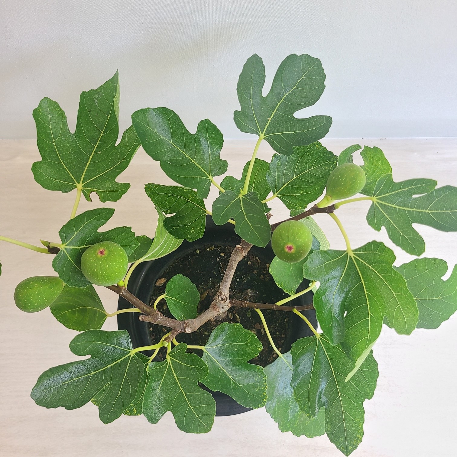 무화과 열매 과실수 공기정화식물 온누리농원 12,900원