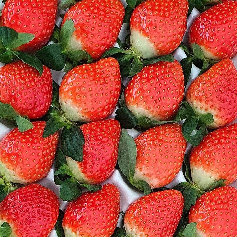 고당도 프리미엄 국산 설향 금실 홍희 킹스베리 생 딸기 24,150원