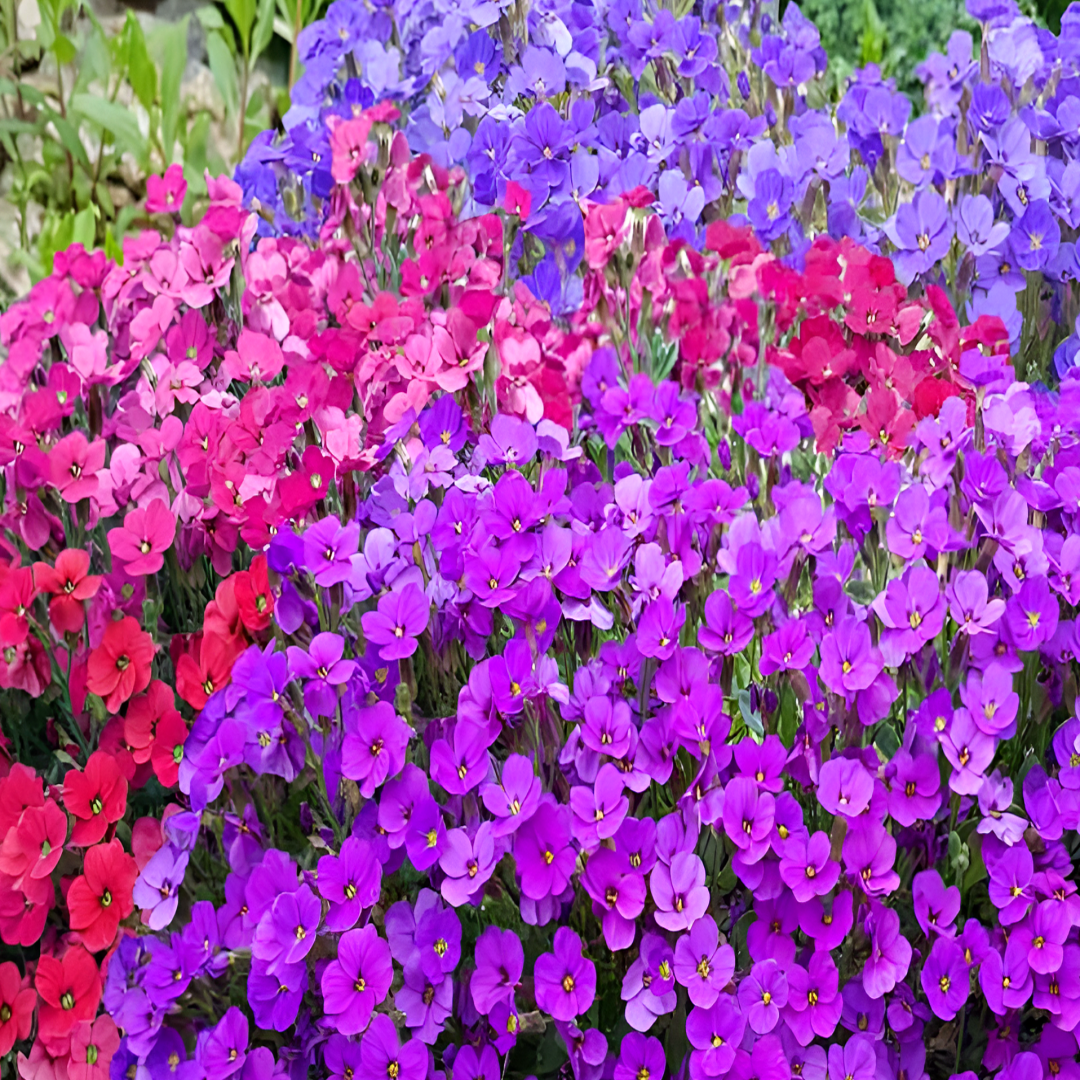 꽃잔디 씨앗  200립 / 아우브리에타 씨앗 종자 꽃씨 꽃잔디 오래피는꽃 바위정원 조경가꾸기 3,000원